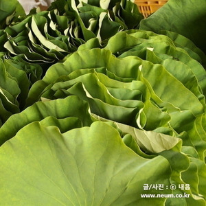 [예약마감]2022 연잎 큰사이즈 2kg - 생잎 or 냉동